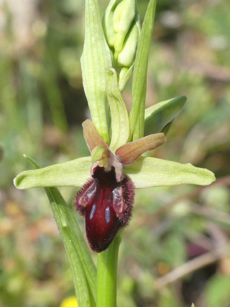 Ophrys promontorii e forme variabili  Lazio e Abruzzo aprile e maggio 2018